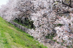 桜を通る道