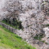 桜を通る道