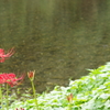 巾着田の曼珠沙華