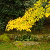 実光院の紅葉