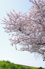 多摩川の桜