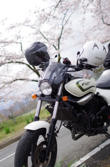 エリミネーター250V x 秩父桜