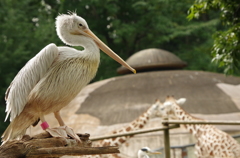 ペリカン