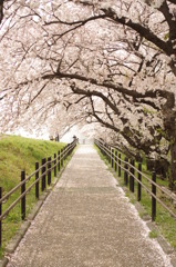 多摩川　桜の小道
