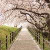 多摩川　桜の小道