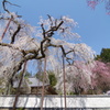 清雲寺のしだれ桜