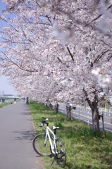 多摩川の桜並木