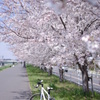 多摩川の桜並木
