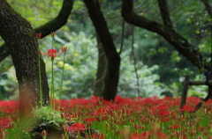 巾着田の曼珠沙華2