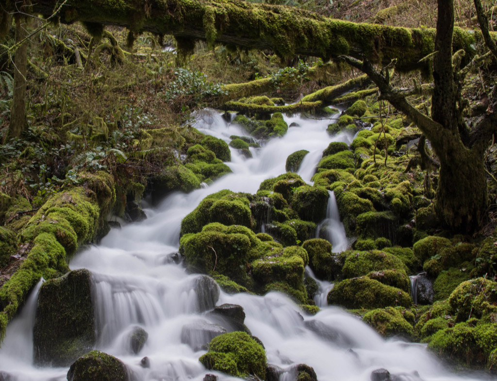 Wahkeena Creek #1 - On the Trail #2