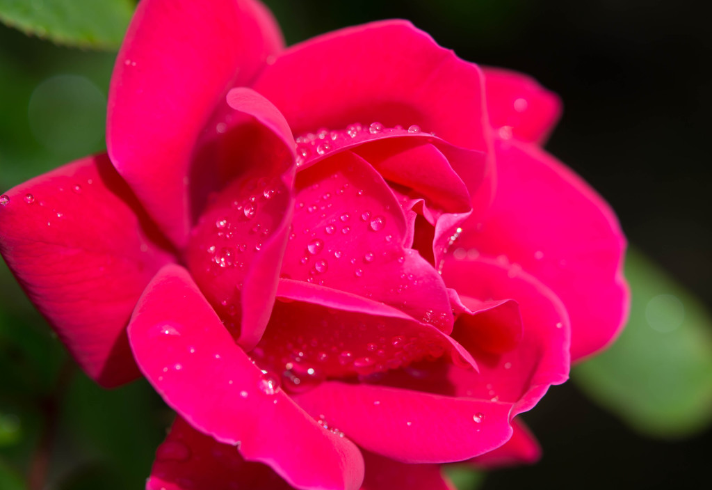 Rain Drops Falling On Roses #2