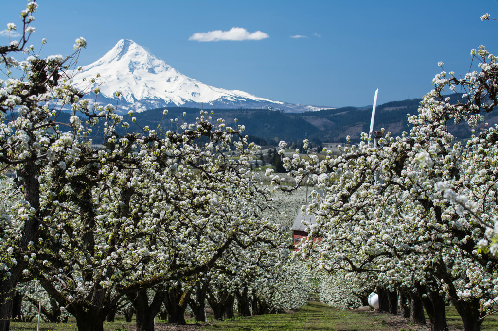 Spring in Valley #3 - Pear Blossoms