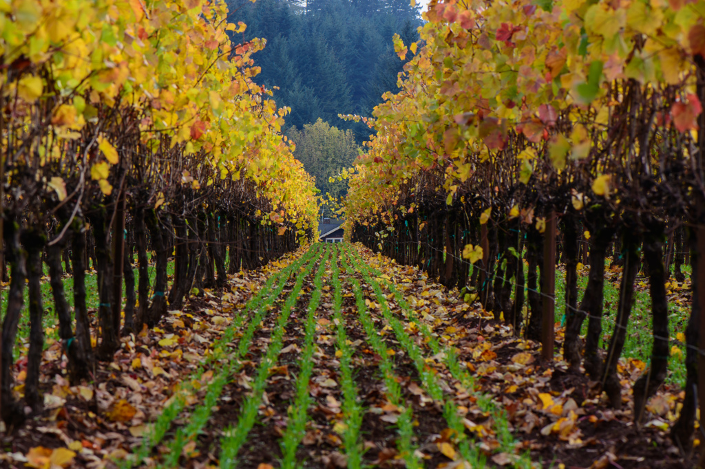 Vineyards in Fall #1