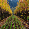 Vineyards in Fall #1