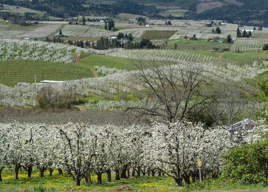 Spring in Valley #4 - Orchards in Bloom