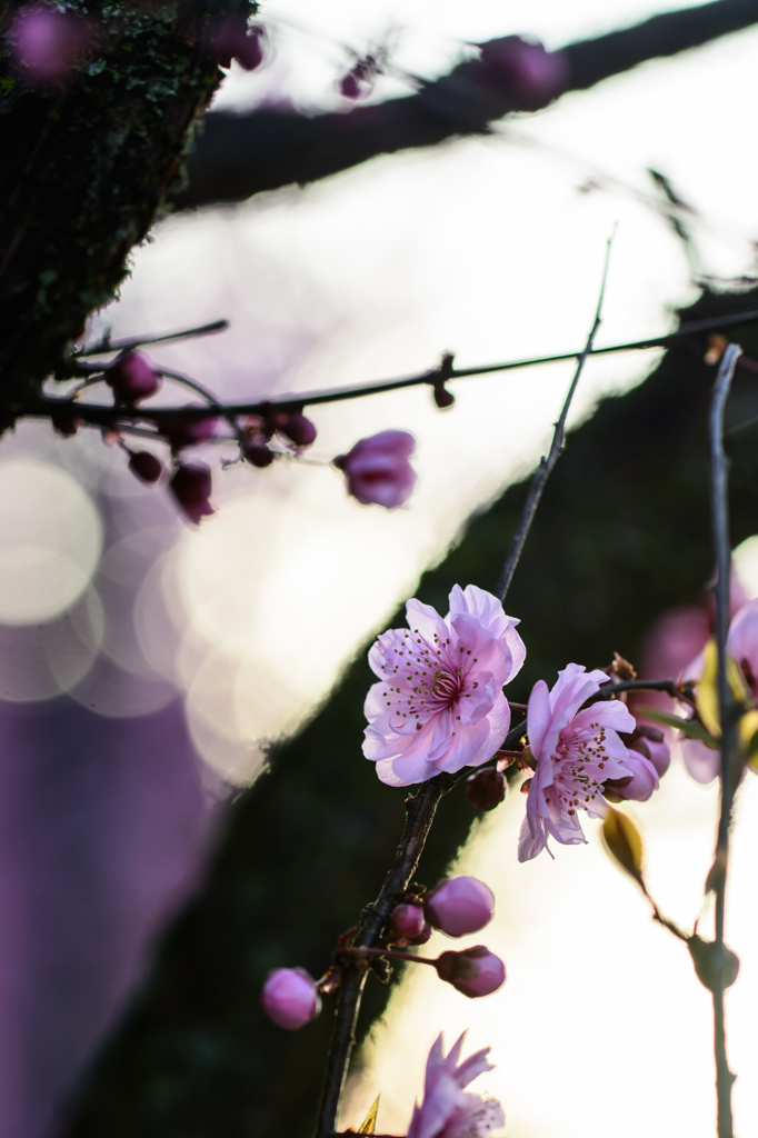 Plum Blossoms #3