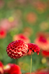 Dahlia Festival #2