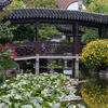 Chinese Garden #3