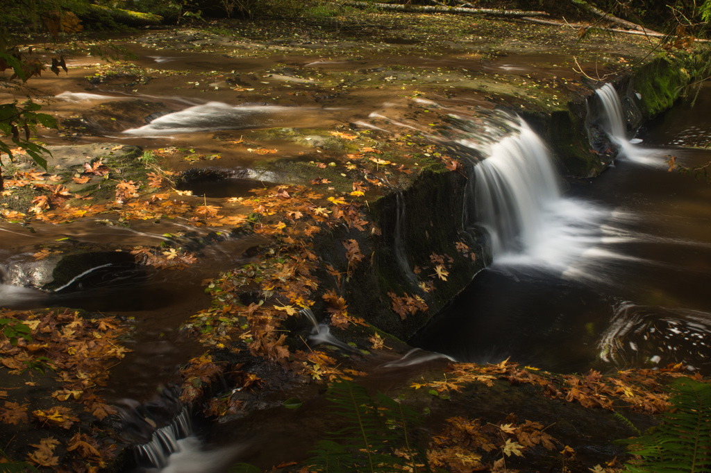 Fall Foliage in Oregon #2