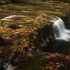 Fall Foliage in Oregon #2