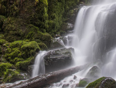 Fairy Falls #1 - On the Trail #4