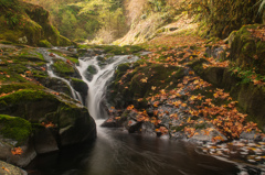 Fall Foliage in Oregon #1