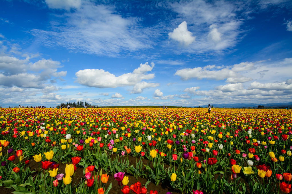 Tulip Festival #1