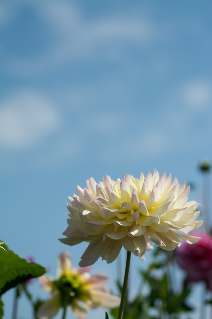 Collection of Dahlias #5