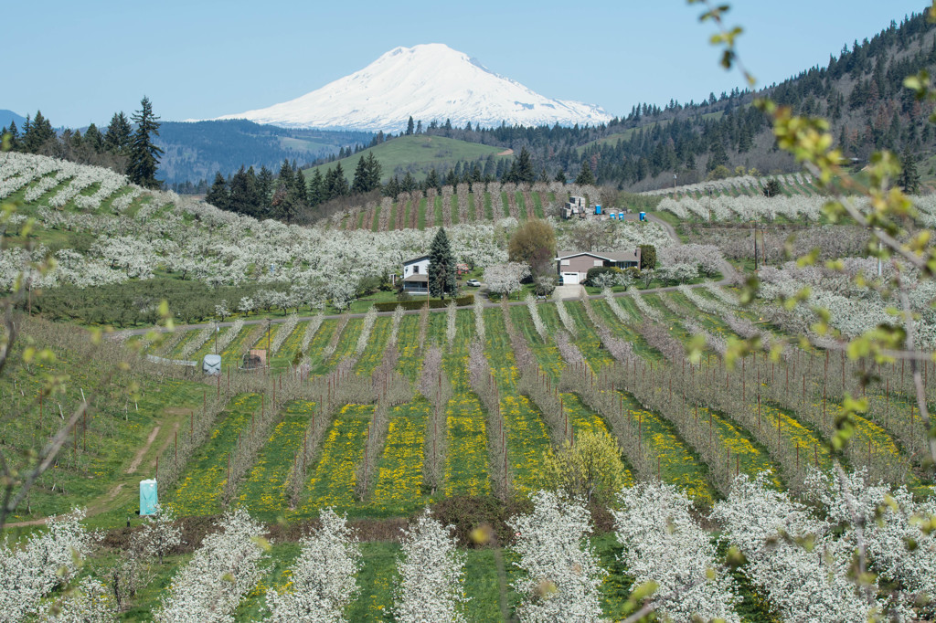 Spring in Valley #1-Orchards & Mt.Adams