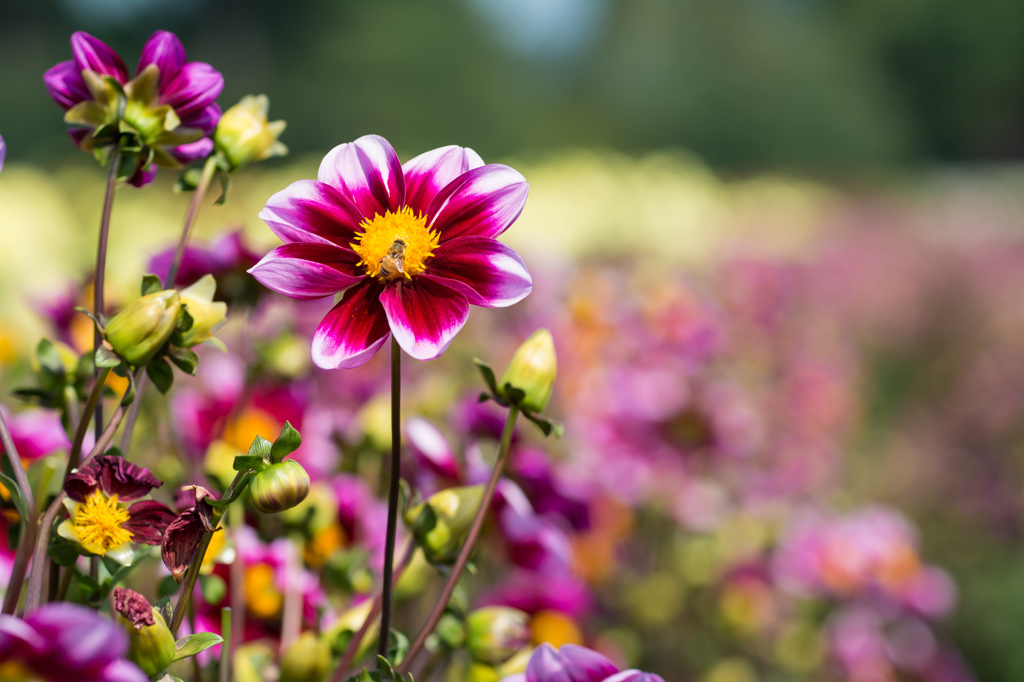 Collection of Dahlias #2