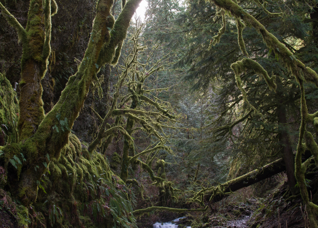 Hall of Mosses - On the Trail #1