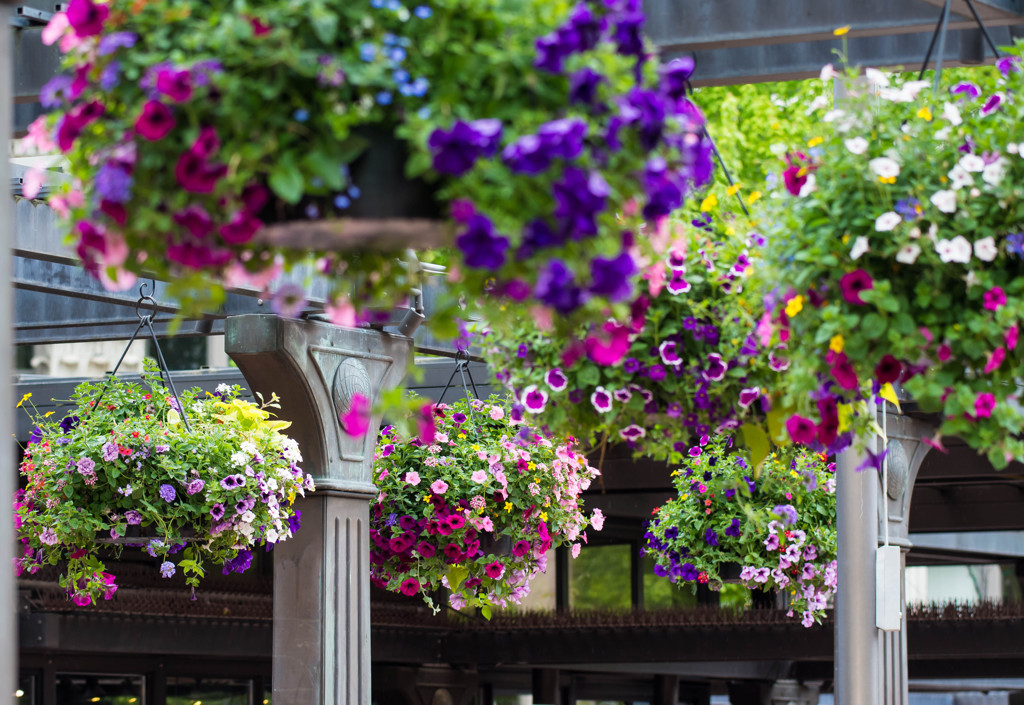 Hanging Flower Backets