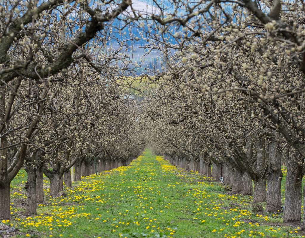 Hood River Fruit Loop #1