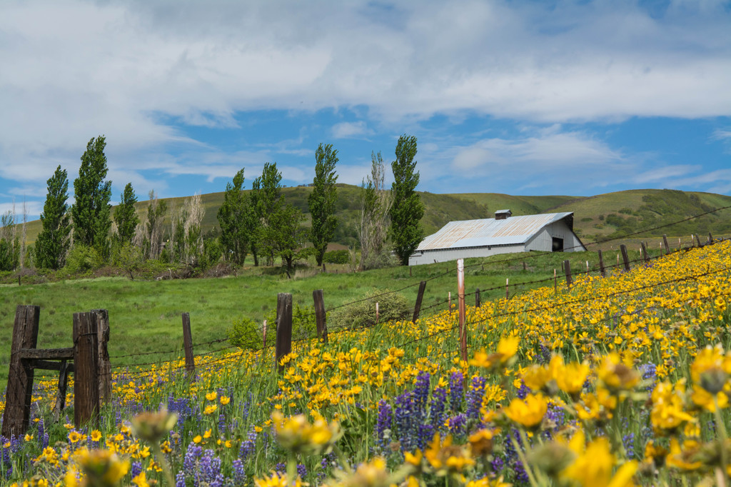 Balsamroot とルピナスの丘 #2