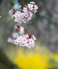 満開を迎えたアーモンドの花