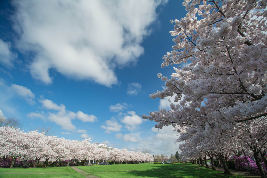 オレゴンから桜便り - State Capital State Park #2