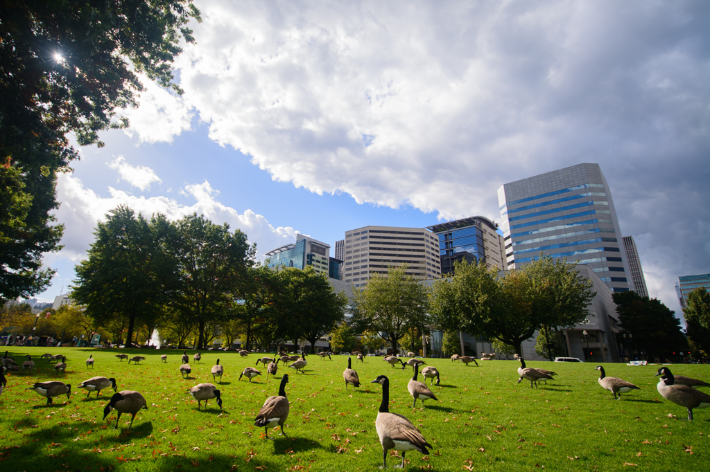 Geese in the Park