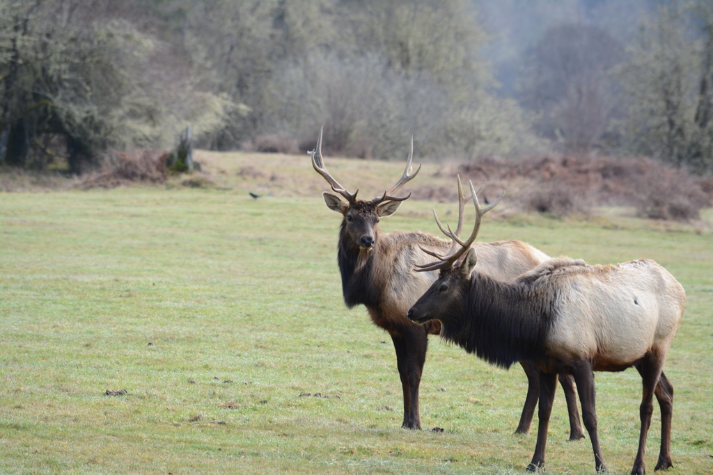 Roosevelt Elk #1