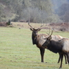 Roosevelt Elk #1