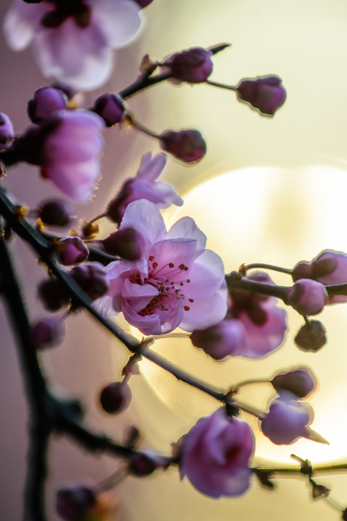 Plum Blossoms #2