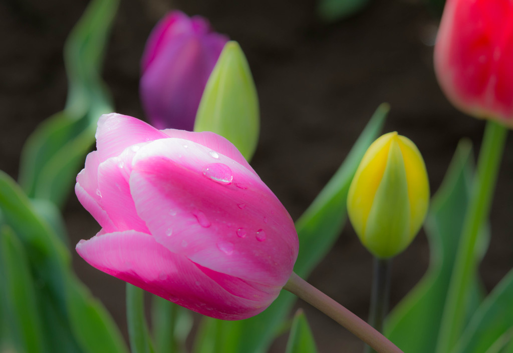 Tulip Festival #1