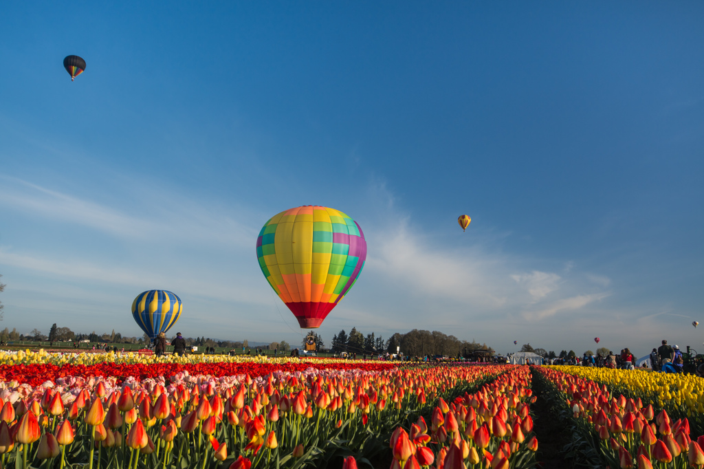 Tulip Festival #2