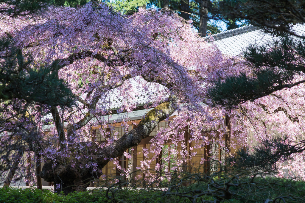 和風に #1 - Portland Japanese Garden にて