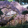 和風に #1 - Portland Japanese Garden にて