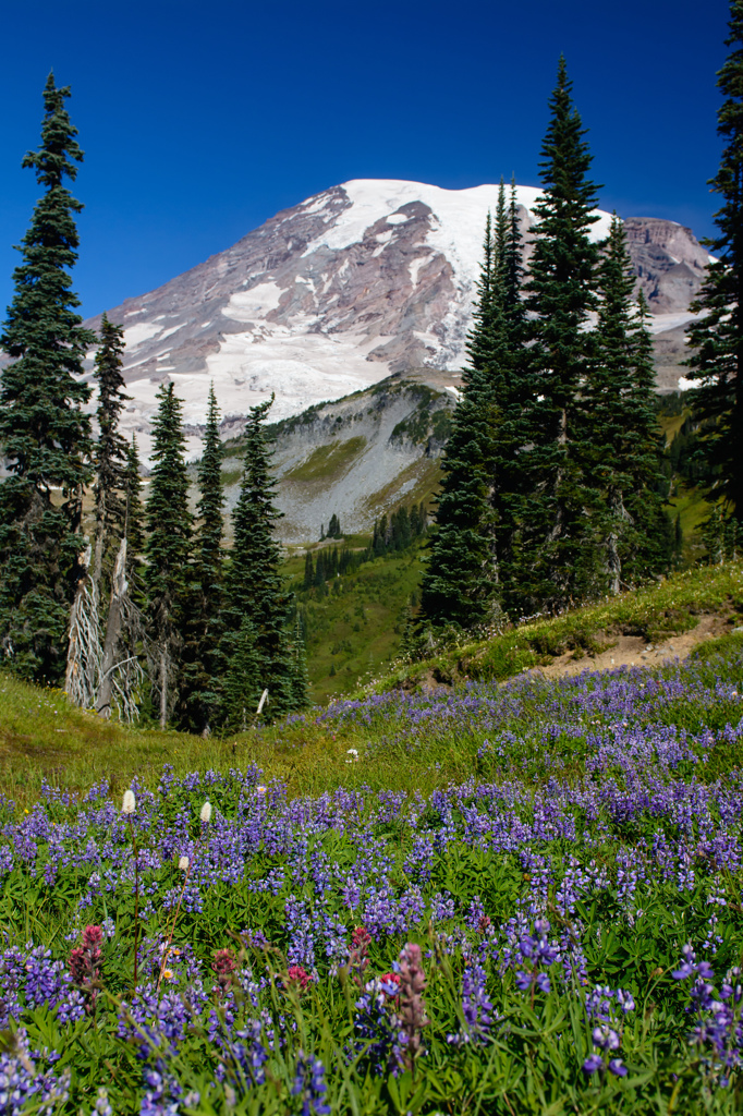 Mt. Rainier National Park #1