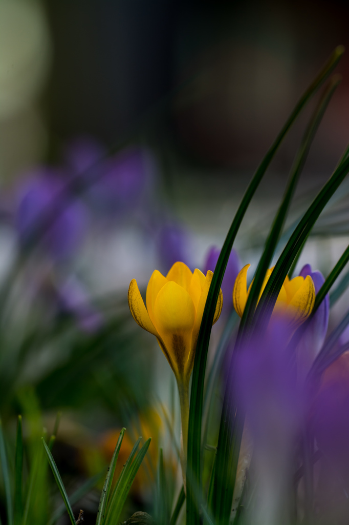 春を告げる花