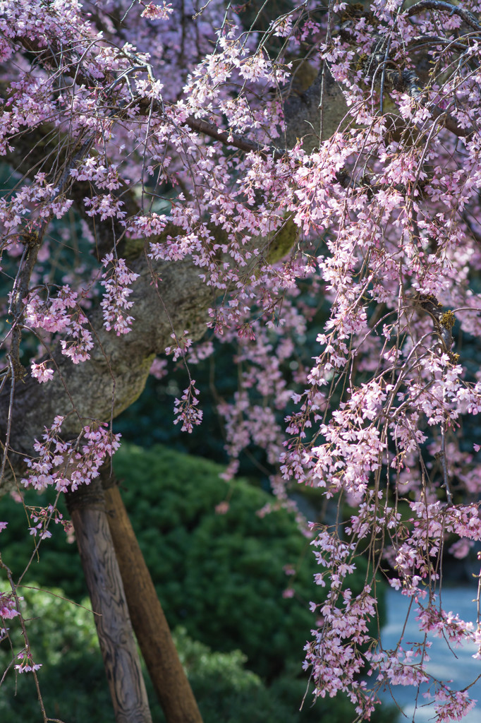 和風に #2 - Portland Japanese Garden にて