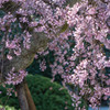 和風に #2 - Portland Japanese Garden にて