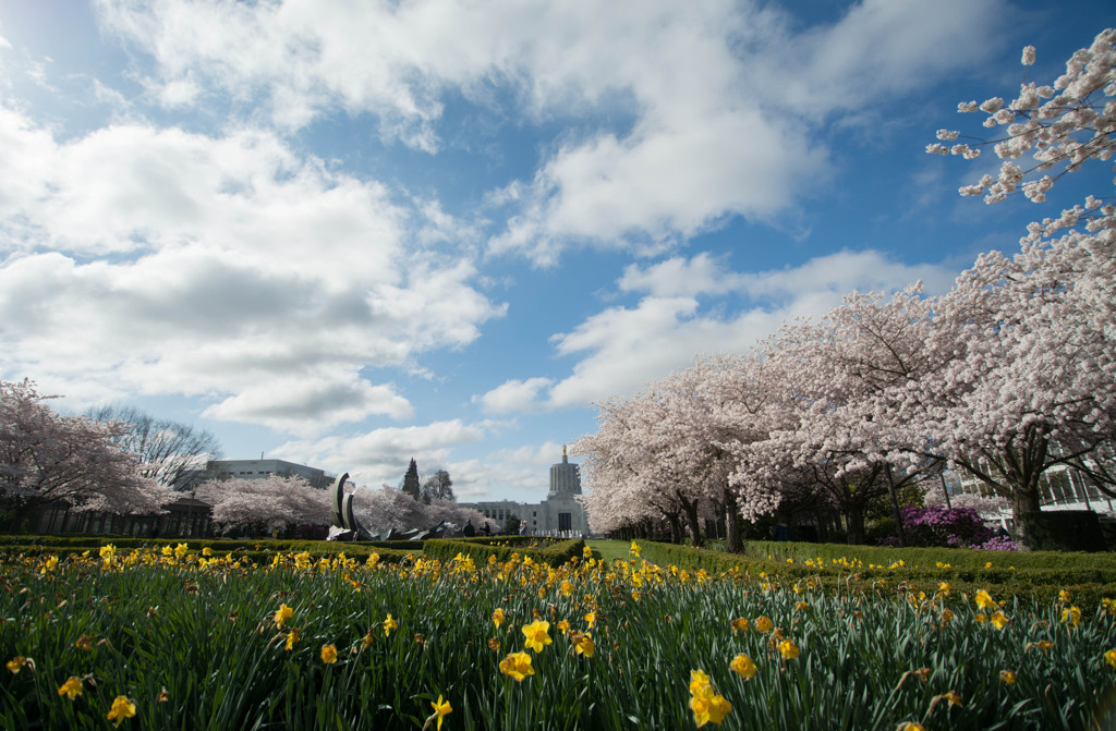 オレゴンから桜便り - State Capital State Park #1