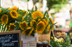 Fresh Cut Sunflowers